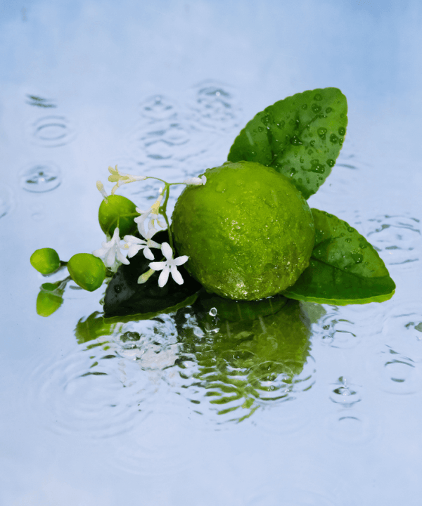 Alt Tag: Luxurious JARDIN SICILIEN by Maison Maïssa, a citrusy fragrance journey from the5thscent, embodies Mediterranean elegance.